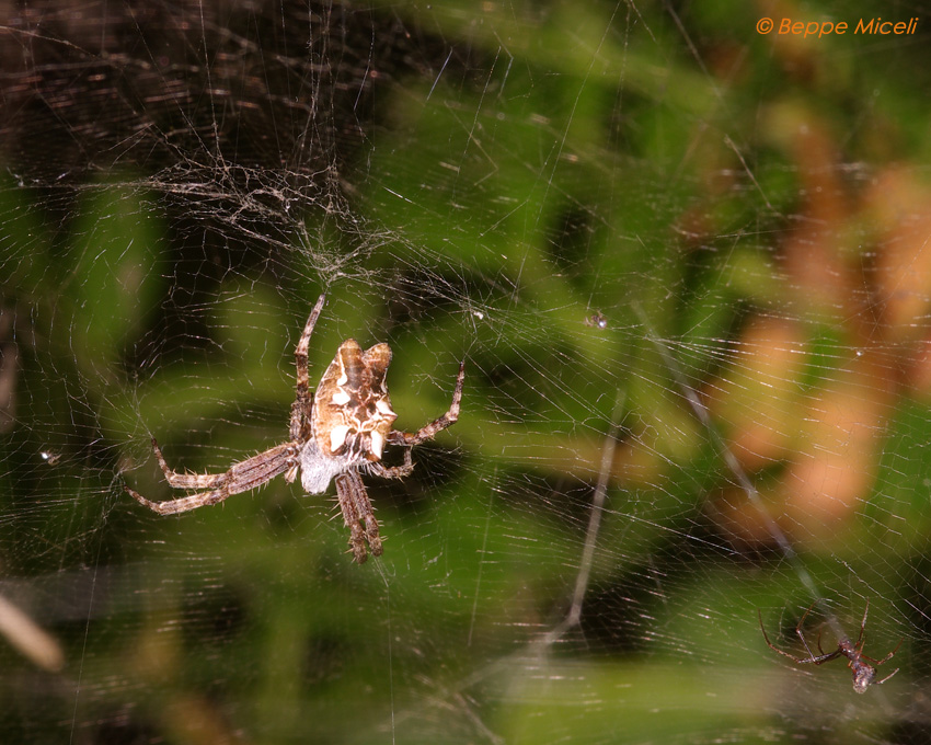 Cyrtophora citricola e Argyrodes sp.